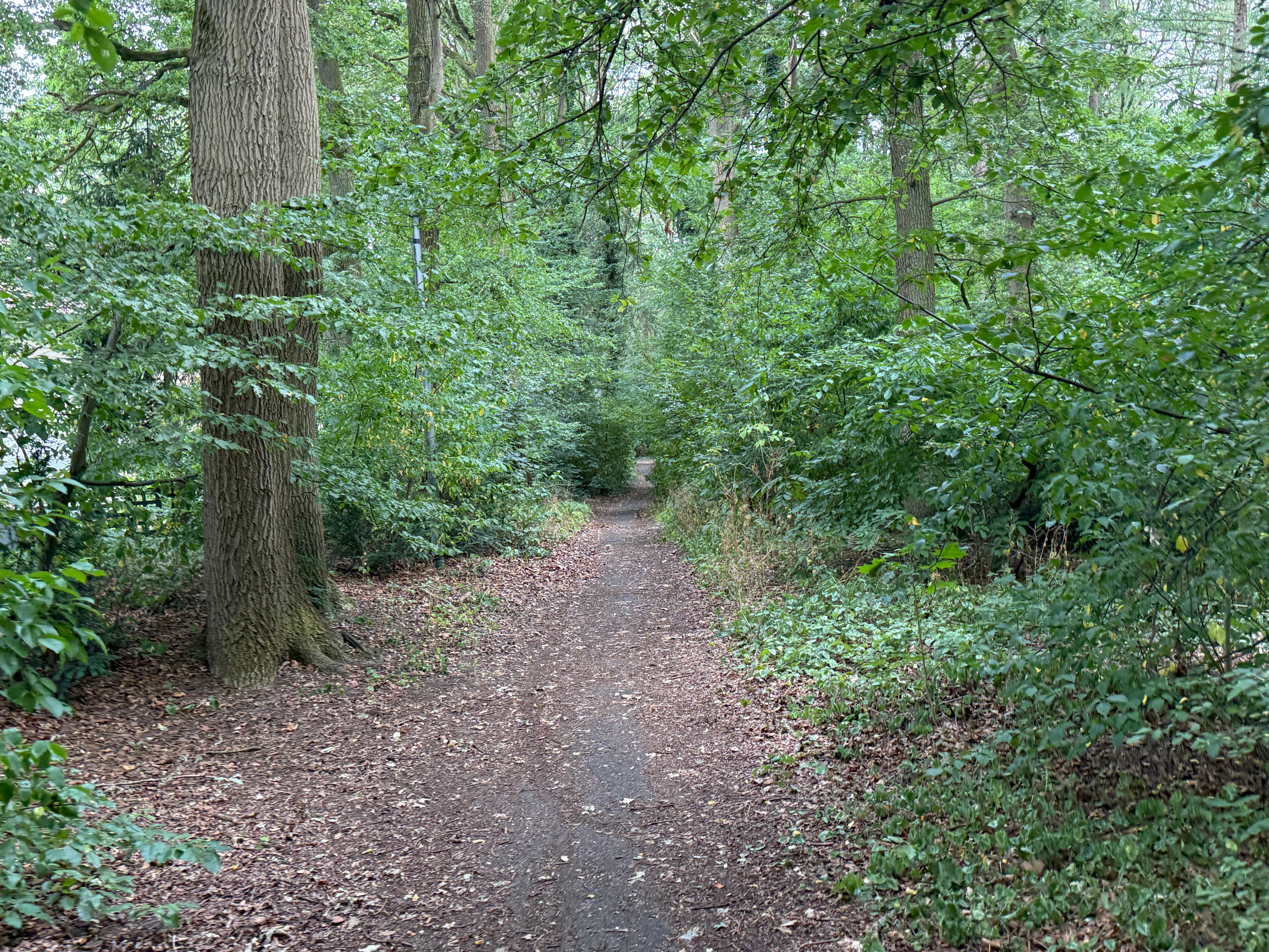 Klugewald